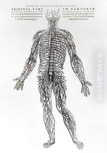 Nervous System Oil Painting by Andreas Vesalius