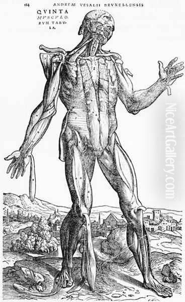 Anatomical Study, illustration from De Humani Corporis Fabrica by Andreas Vesalius 1514-64 Basel, 1543 2 Oil Painting by Andreas Vesalius