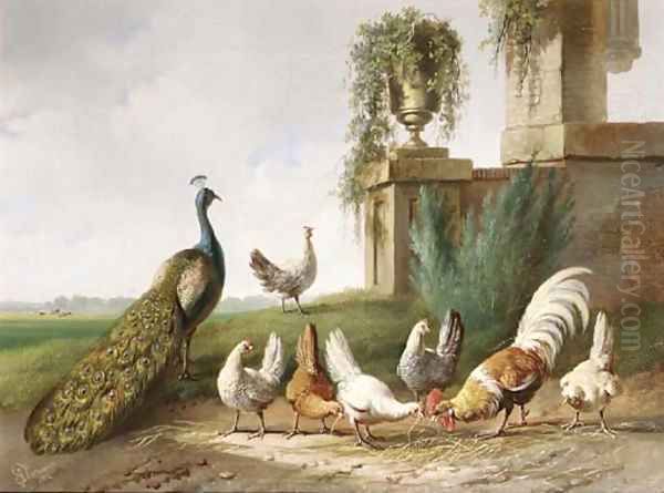 Poultry and a peacock in a meadow Oil Painting by Albertus Verhoesen