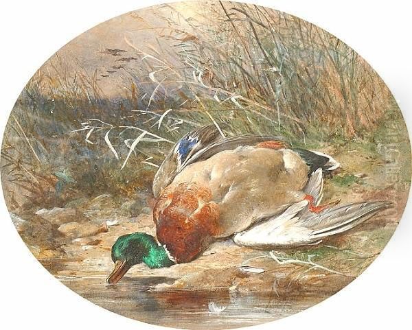 Mallard On A Riverbank Oil Painting by James Jnr Hardy