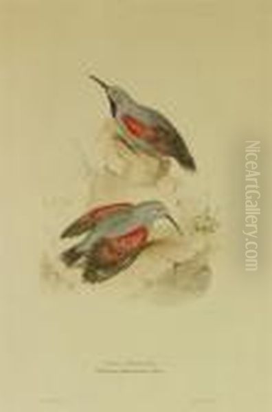 Wall Creeper Oil Painting by Edward Lear