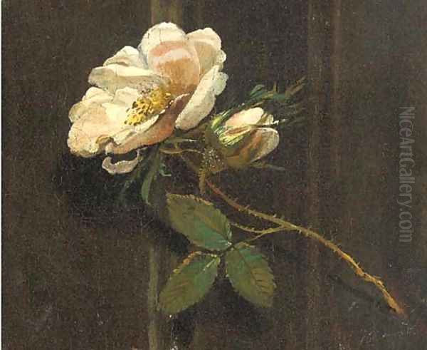 A rose Oil Painting by Simon Pietersz. Verelst