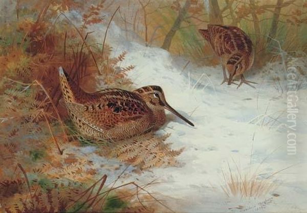 Woodcock In Snow Oil Painting by Archibald Thorburn