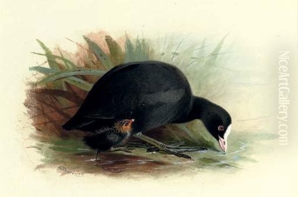 Coot, Fulica Atra Oil Painting by Archibald Thorburn