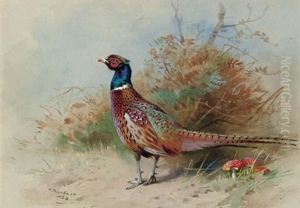 A Cock Pheasant Oil Painting by Archibald Thorburn