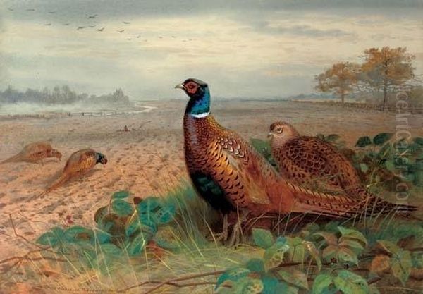 Cock And Hen Pheasants In A Ploughed Field, A Skein Of Geese Overhead Oil Painting by Archibald Thorburn