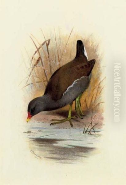 Water Hen Or Moorhen, Gallinula Chloropus Oil Painting by Archibald Thorburn