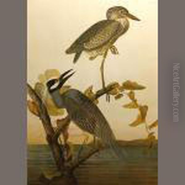 Yellow-crowned Heron Oil Painting by John James Audubon