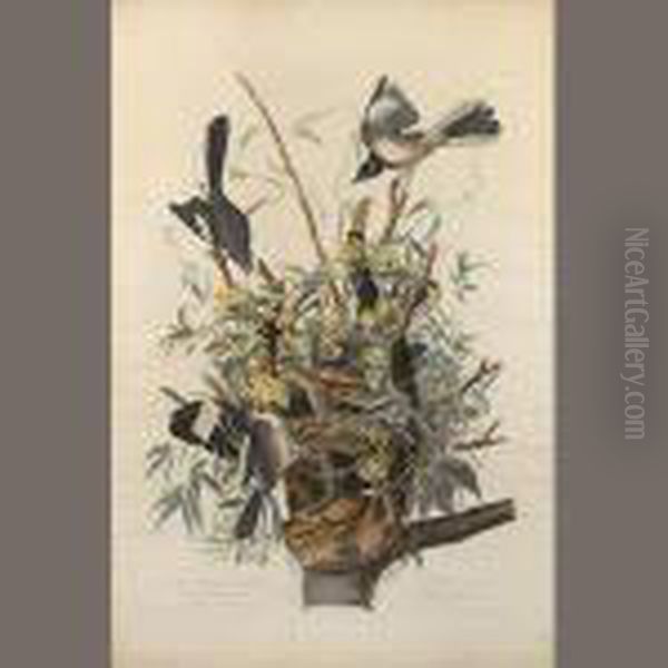 The Mocking Bird Oil Painting by John James Audubon