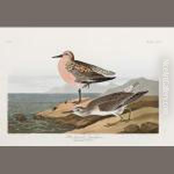 Red-breasted Sandpiper. Tringa Islandica Oil Painting by John James Audubon