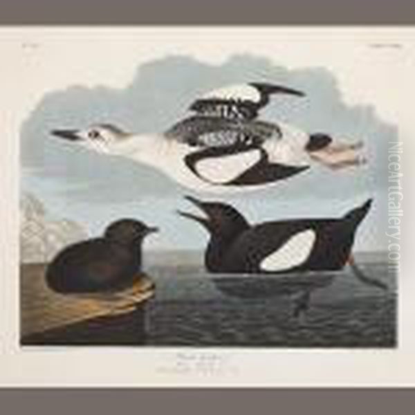 Black Guillemot. Uria Grylle Oil Painting by John James Audubon