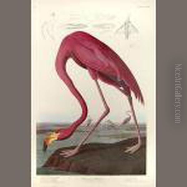 The Birds Of America Oil Painting by John James Audubon