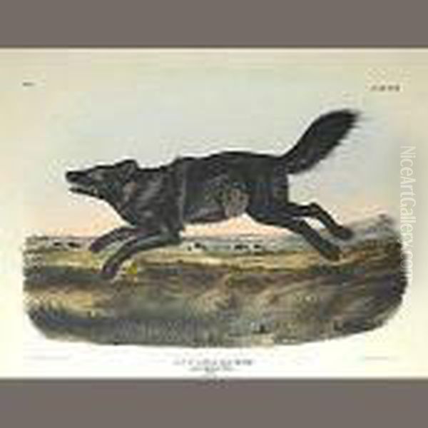 Black American Wolf Oil Painting by John James Audubon