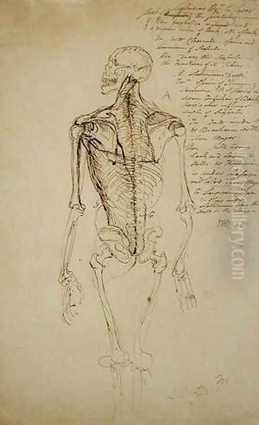 Drawing of a Mans Skeleton Oil Painting by James Ward