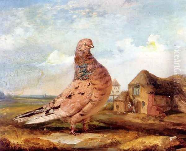 A Fancy Pigeon Oil Painting by James Ward