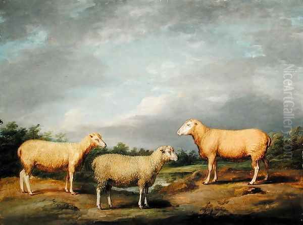 Ryelands Sheep, the King's Ram, the Kings Ewe and Lord Somervilles Wether, c.1801-07 Oil Painting by James Ward