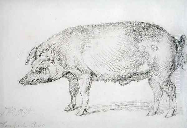 Hereford Boar, c.1803-04 Oil Painting by James Ward