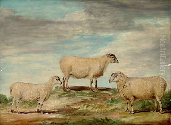 Elman's South Down Ram Oil Painting by James Ward