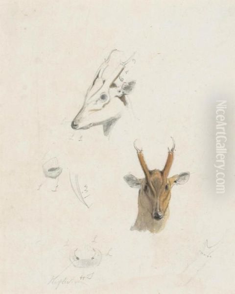 Studies Of The Head, Nose And Antlers Of A Musk Deer Of Ceylon Oil Painting by Samuel Daniell