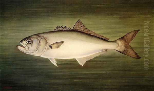 Blue Fish Oil Painting by William Aiken Walker