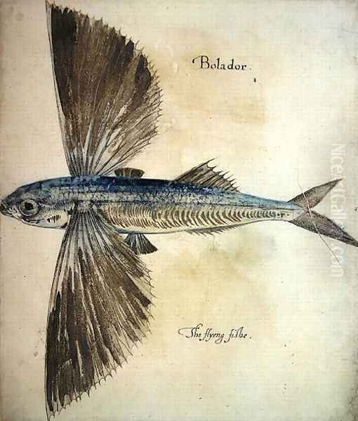 Flying-Fish Oil Painting by John White