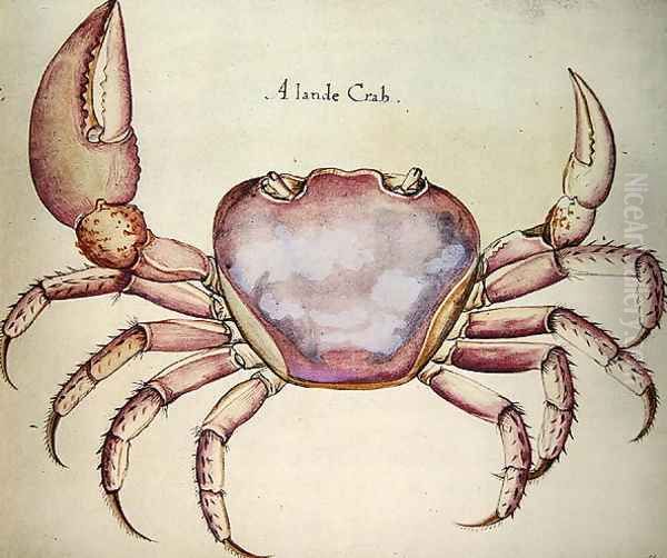 Land Crab Oil Painting by John White