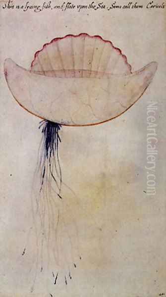 Portuguese Man-o-War Oil Painting by John White