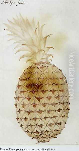 Pineapple Oil Painting by John White