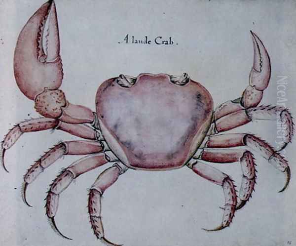 Land Crab 2 Oil Painting by John White