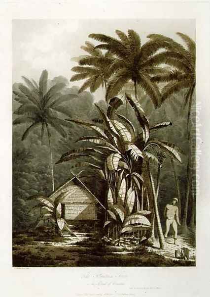 The Plantain Tree in the Island of Cracatoa, from Views in the South Seas, pub. 1788 Oil Painting by John Webber