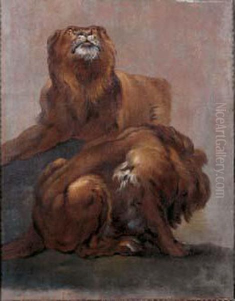 Etude De Lions Oil Painting by Claude Francois Desportes