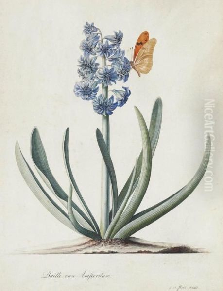 A Double Blue Hyacinth (hyacinthus Orientalis) With A Butterfly Oil Painting by Georg Dionysius Ehret