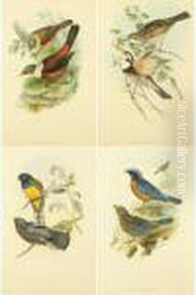 Bird Studies Oil Painting by Ottto Donner Von Richter