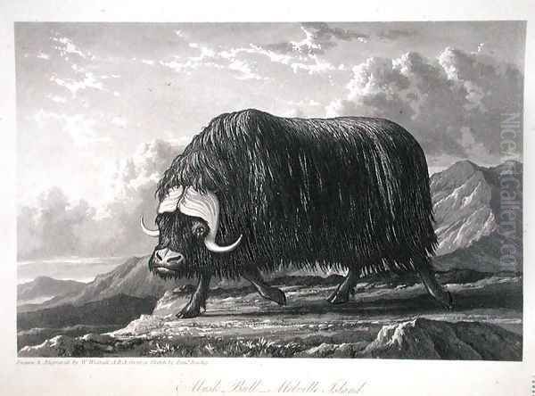 Musk Bull, Melville Island, from Journal of a Voyage for the Discovery of a North West Passage from the Atlantic to the Pacific performed in the Years 1819-20, by William Edward Parry, published 1821 Oil Painting by William Westall