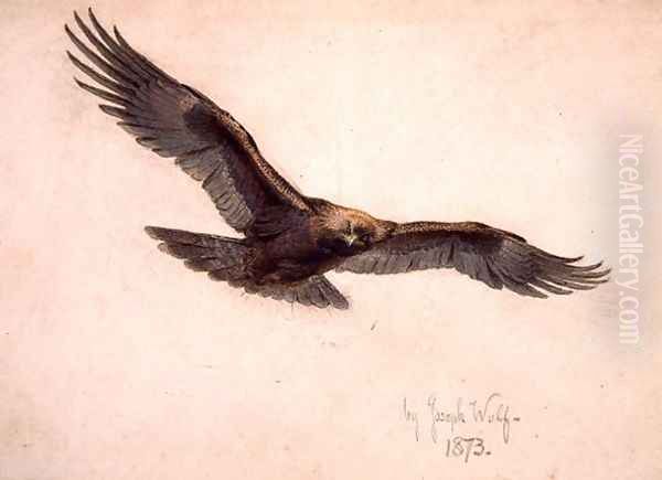 Eagle in flight, 1873 Oil Painting by Joseph Wolf