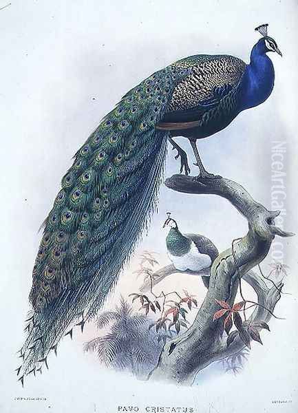 Pavo cristatus (Common Peafowl) plate 3 from Vol I of 'Monograph of Phasianide or Family of Pheasants', engraved by the artist and J. Smit, pub. by D.G. Elliot, 1872 Oil Painting by Joseph Wolf