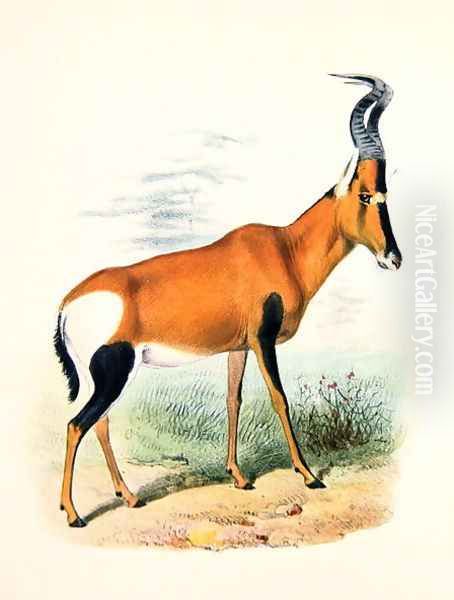 Antelope, from The Book of Antelopes Oil Painting by Joseph Wolf