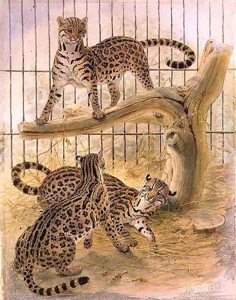 Ocelots in a Cage, 1874 Oil Painting by Joseph Wolf