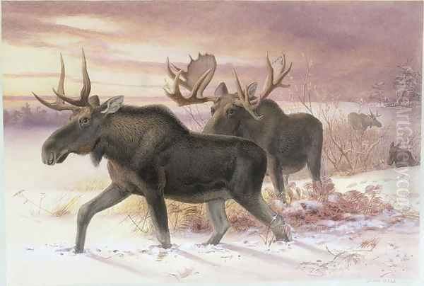 Elk, Family Cervidae (deer), 14th October 1850 Oil Painting by Joseph Wolf