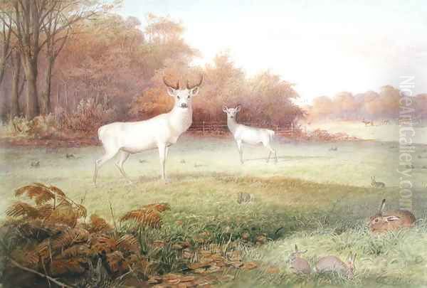 Cervus elaphus (White Variety), from The Knowsley Menagerie, October 24th 1850 Oil Painting by Joseph Wolf