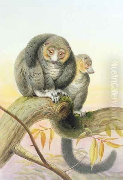 Eulemur mongoz, November 1851 Oil Painting by Joseph Wolf