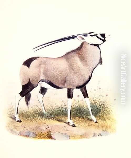 The Gemsbok, from The Book of Antelopes Oil Painting by Joseph Wolf