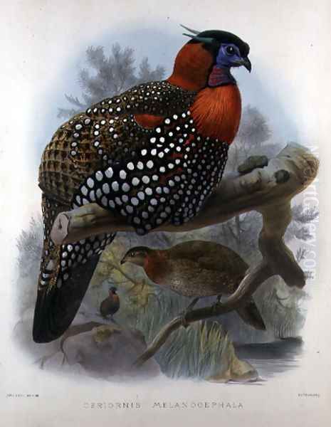 Crimson bellied Tragopan, engraved by M. & N. Hanhart, 1870-72 Oil Painting by Joseph Wolf