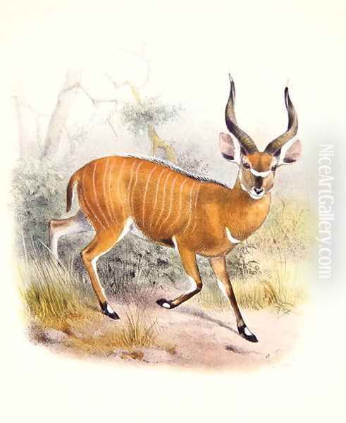 The Broad Horned Antelope, from The Book of Antelopes Oil Painting by Joseph Wolf