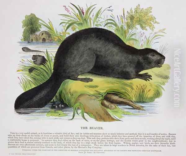 The Beaver, educational illustration pub. by the Society for Promoting Christian Knowledge, 1843 Oil Painting by Josiah Wood Whymper