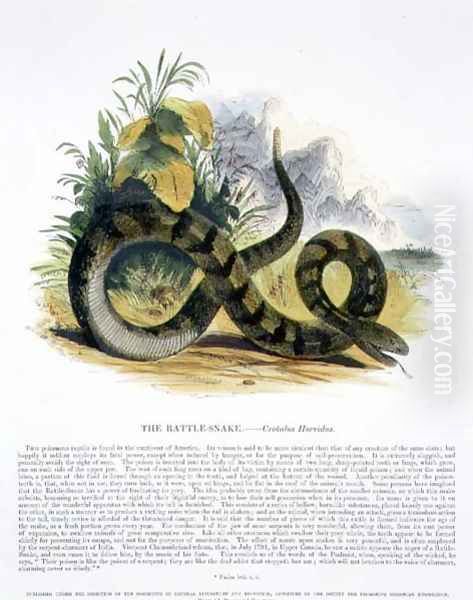 The Rattle-Snake (Crotalus horridus) educational illustration pub. by the Society for Promoting Christian Knowledge, 1843 Oil Painting by Josiah Wood Whymper