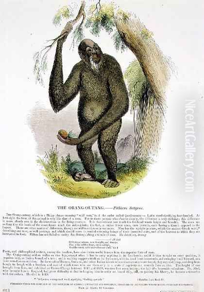 The Orang-Outang (Pithecus satyrus) educational illustration pub. by the Society for Promoting Christian Knowledge, 1843 Oil Painting by Josiah Wood Whymper