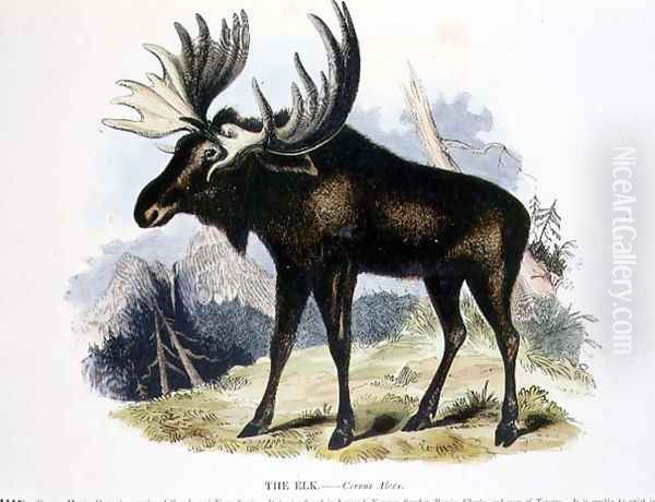 The Elk (Cervus alces) educational illustration pub. by the Society for Promoting Christian Knowledge, 1843 Oil Painting by Josiah Wood Whymper