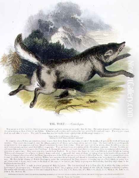 The Wolf (Canis lupus) educational illustration pub. by the Society for Promoting Christian Knowledge, 1843 Oil Painting by Josiah Wood Whymper