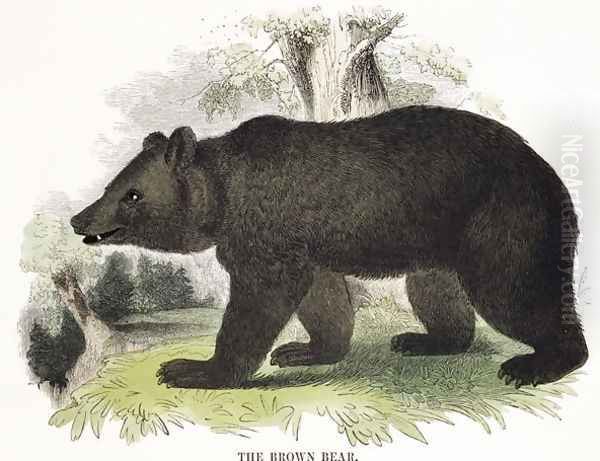 The Brown Bear, educational illustration pub. by the Society for Promoting Christian Knowledge, 1843 Oil Painting by Josiah Wood Whymper